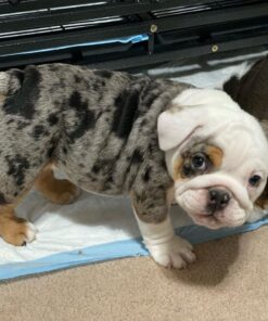 Rose English Bulldog Puppies for Sale in TN Under $500