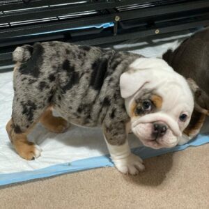 Competitive Prices for Rose English Bulldog