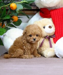 Smith Teacup Poodle Puppy Value Deals