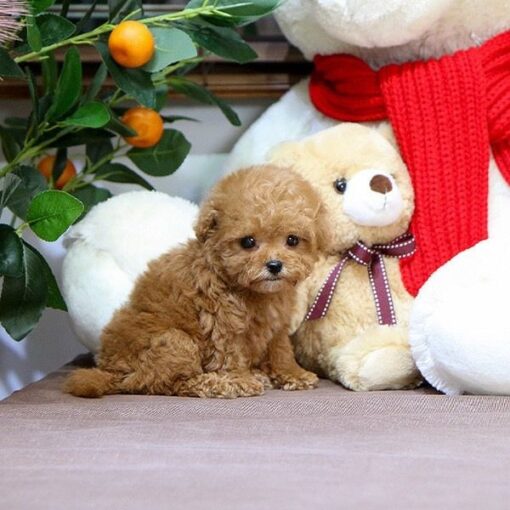 Smith Teacup Poodle Puppy Value Deals