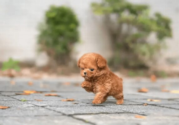 Teacup Poodle Pup