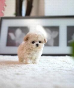 Teacup Poodle Pup Online