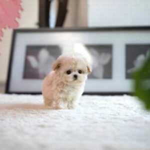 Teacup Poodle Pup Online