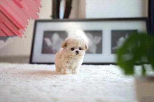 Teacup Poodle Pup Online