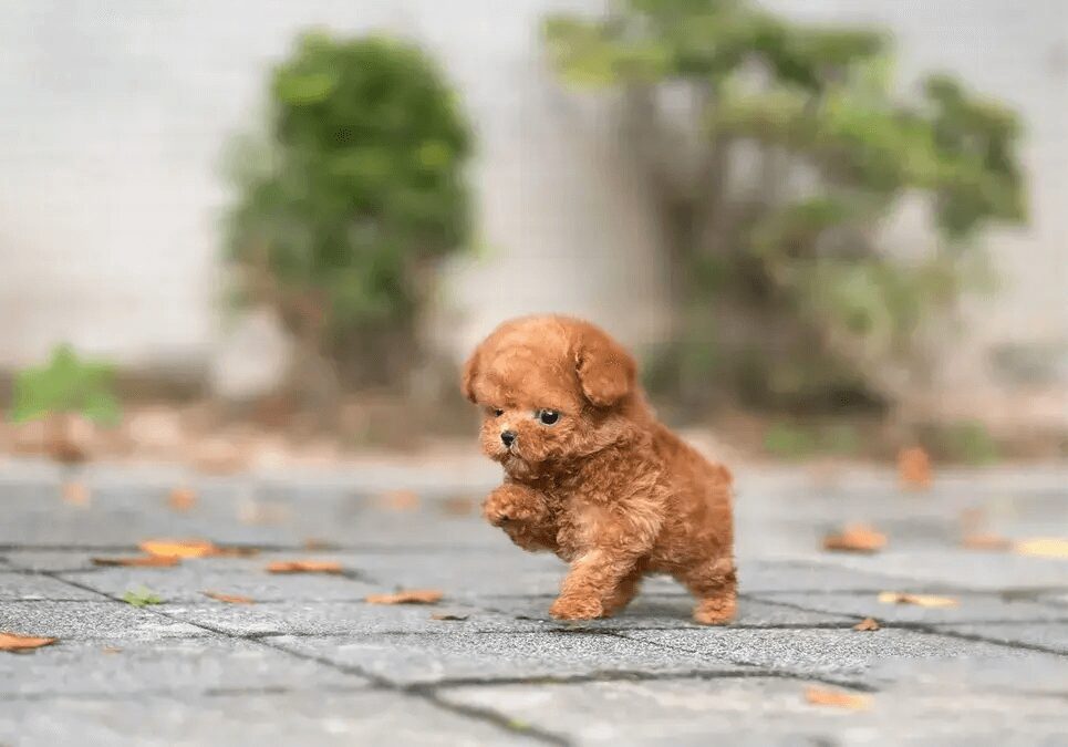 Teacup Poodle Pup