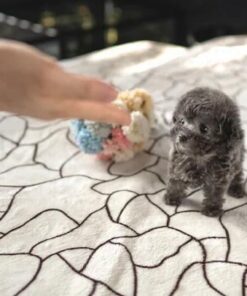 Budget-Friendly Vince Teacup Poodle Deals