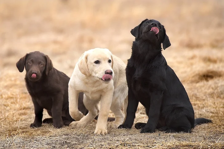 Labrador Retriever Puppy for Sale