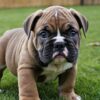 Tucker English Bulldog Puppies for Sale Austin TX