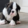 Buster English Bulldog Puppies for Sale Kansas City