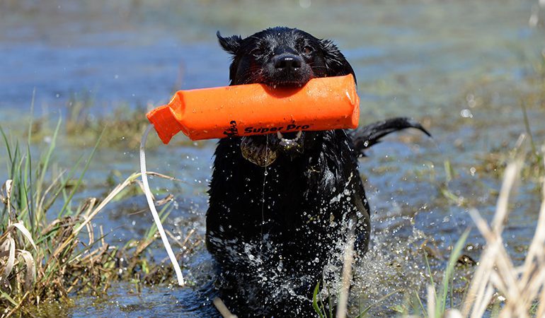 Puppy Training Bumpers