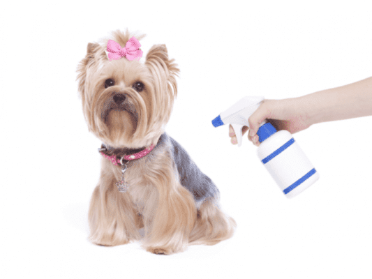 Spray Bottle for Puppy Training